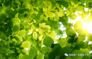 精美电脑高清桌面壁纸推荐，助力护眼与提升工作效率，让你的电脑焕然一新！