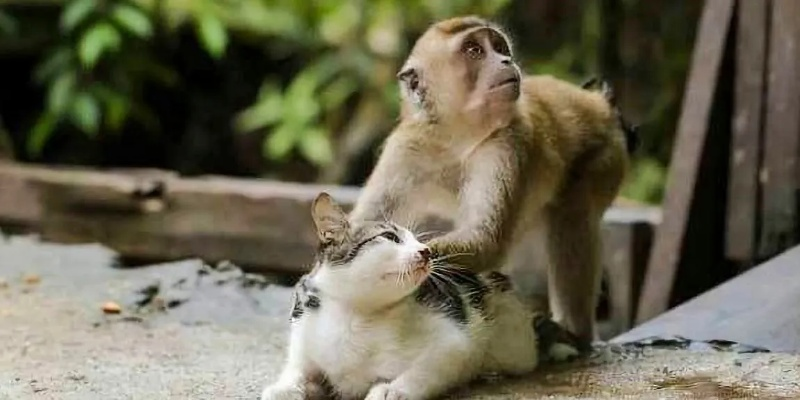 为何猴子很忙：猴子、猫咪与仓鼠的异同及其在动物行为研究中的重要意义