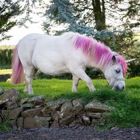 (小马宝莉三公主)三小马公主融为一体,共创美好童话世界