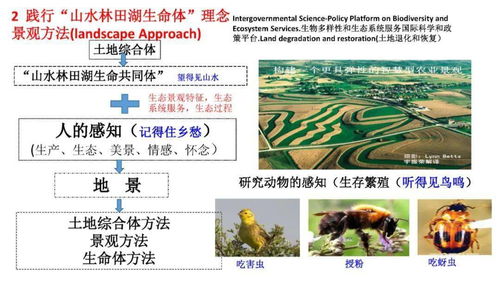 (什么叫割草)深入探讨割草的含义及其在农业和生态系统中的重要性 (什么叫割草)深入探讨割草的含义及其在农业和生态系统中的重要性