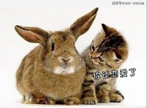 进击的兔子小姐在线高清免费观看:引领兔子时代,探寻无限可能!